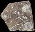 Fossil Ginkgo Leaf From North Dakota - Paleocene #59004-2